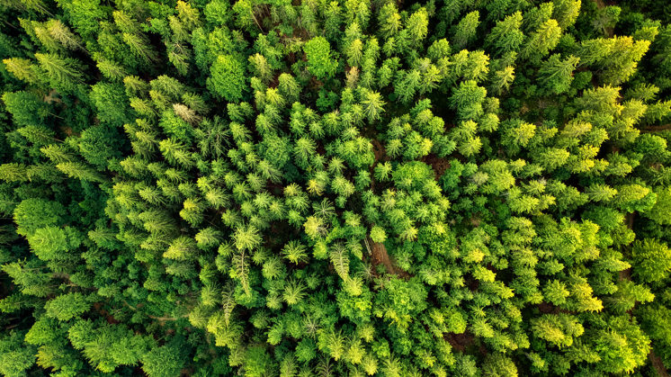 "A society grows great when old men plant trees whose shade they know they shall never sit in." – Greek Proverb 🌳🌿 #Legacy #Wisdom