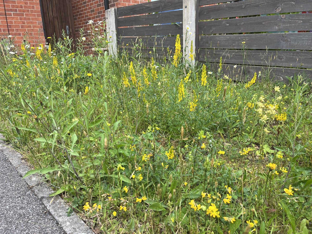 joshual951's tweet image. A quick reminder that gardens can make such important spaces for biodiversity. 4 years on and things have come quite a way for me…
- over 30 marsh and spotted orchids ✅
- rocketing wildflower species richness ✅
- huge abundance of pollinators and other invertebrates ✅