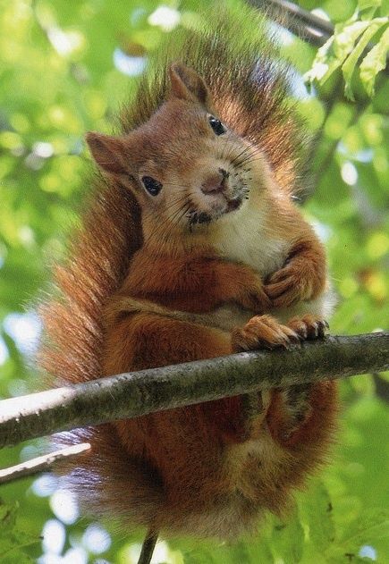 Did you know that squirrels inadvertently become nature's little gardeners? They bury nuts and seeds all over the place, but they often forget where they've stashed their treasures. As a result, they end up planting thousands of new trees each year! It's like they're running