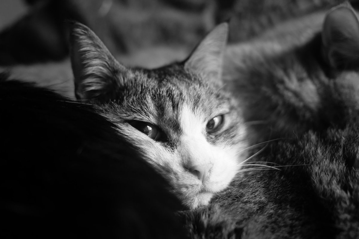 pekomo (@pm_kirua) on Twitter photo 