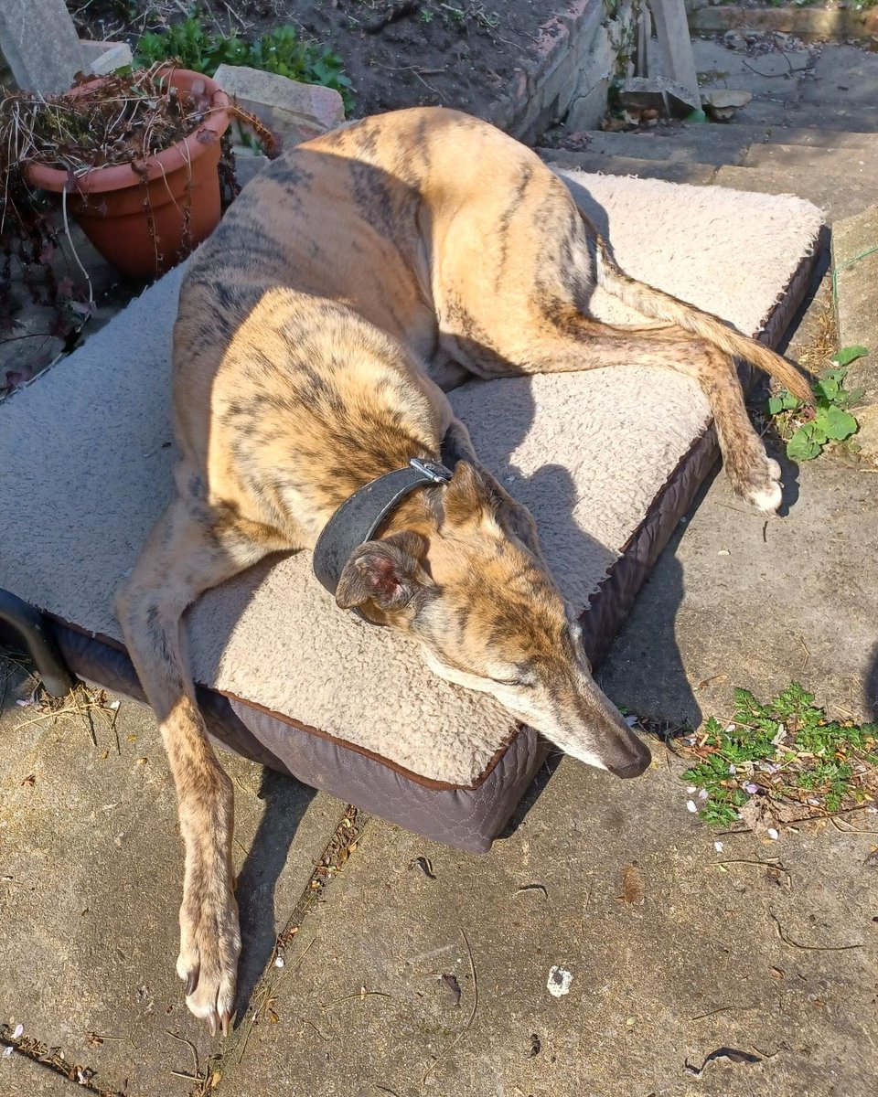 We love hearing how our adopted hounds are getting on, no matter how long ago they were adopted. Therefore it made our day when we received a wonderful update on Bree, who was adopted in 2019 from his lovely dad! You can read it here: foreverhoundstrust.org/happy-homing-s… 
#adoptdontshop