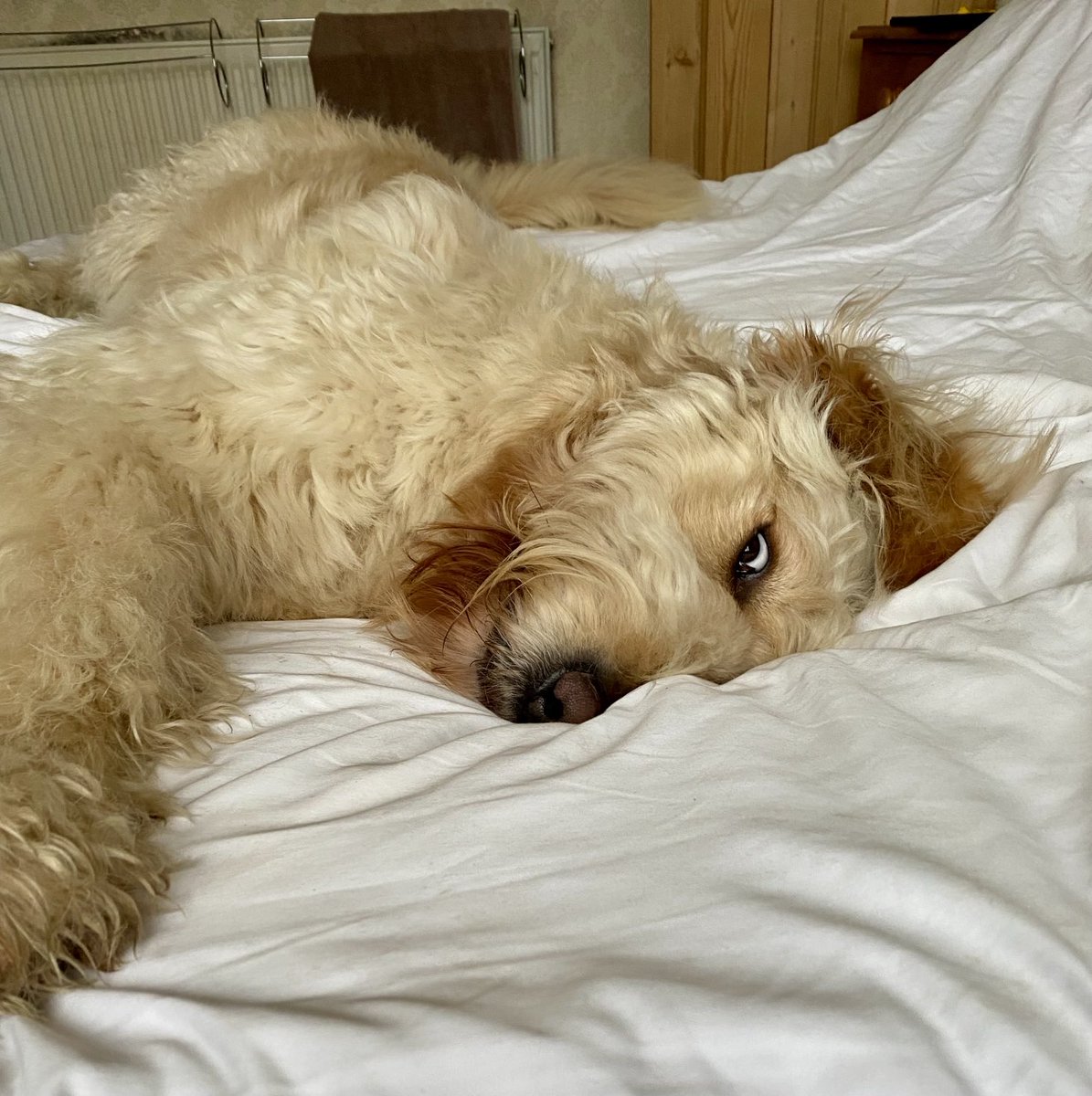 Good morning my beautiful friends. Daddy said I have the devil in me this morning. Whatever you’re up to today, make the most of it and stay safe. Big weekend love 🥰🐾