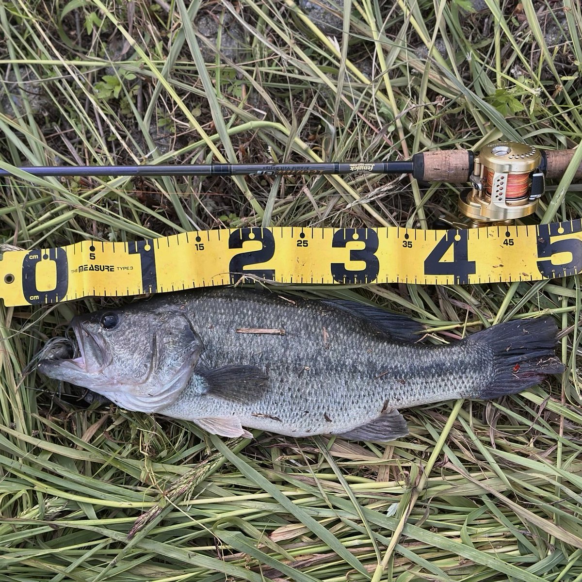 数は少ないけどサイズが良くなってますϵ( 'Θ' )϶   いつもの油