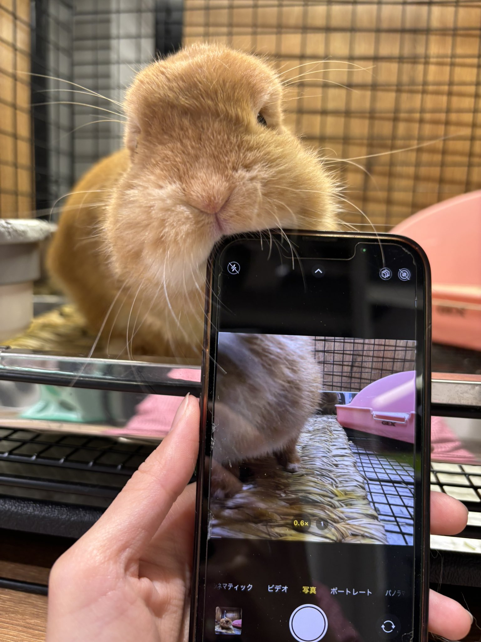 BUNNY X I NG うさぎの看板