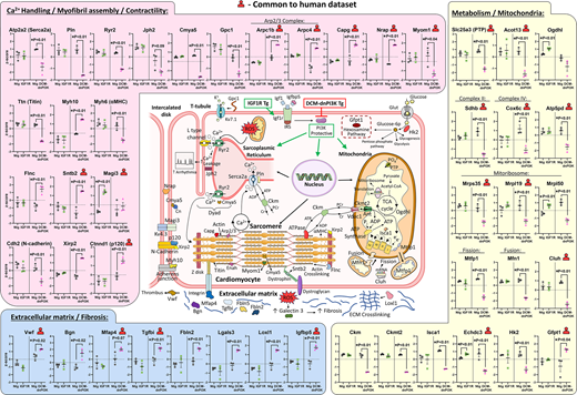 Portland Press (@pppublishing) on Twitter photo This #OA research article from <a href="/ProfJRMcMullen/">Prof Julie McMullen</a> lab reveals the distinct features and protein networks associated with pathological and physiological atrial enlargement in mice. #Proteomics #ClinScihttps://doi.org/10.1042/CS20240178 This #OA research article from <a href="/ProfJRMcMullen/">Prof Julie McMullen</a> lab reveals the distinct features and protein networks associated with pathological and physiological atrial enlargement in mice. #Proteomics #ClinScihttps://doi.org/10.1042/CS20240178