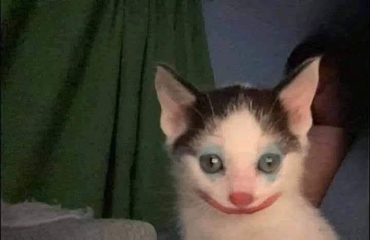 Shoota (@shootacat) on Twitter photo 