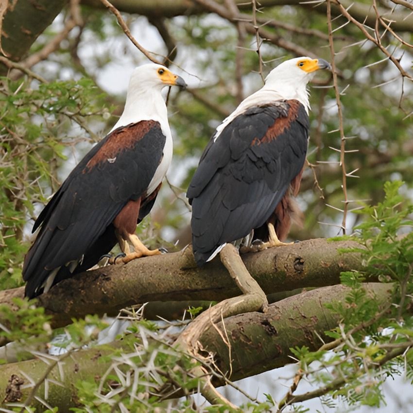 Home to 600+ bird species! 15% of Africa's birds in one spot. Grab your binoculars &amp; join us: queenelizabethnationalparkuganda.com/attractions/bi… #queenelizabethnationalparklodges #queenelizabethnationalparkkaseseuganda #queenelizabethparkiuganda