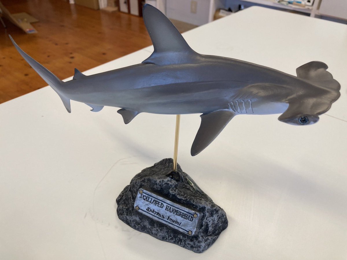 アオザメ　標本 海洋工房【公式】 (@kaiyoukoubou) / X