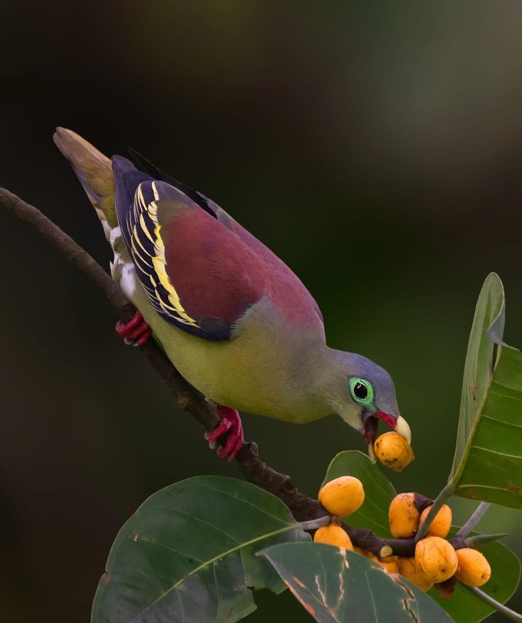 Wildlife Wonders (@life_wild21208) on Twitter photo 