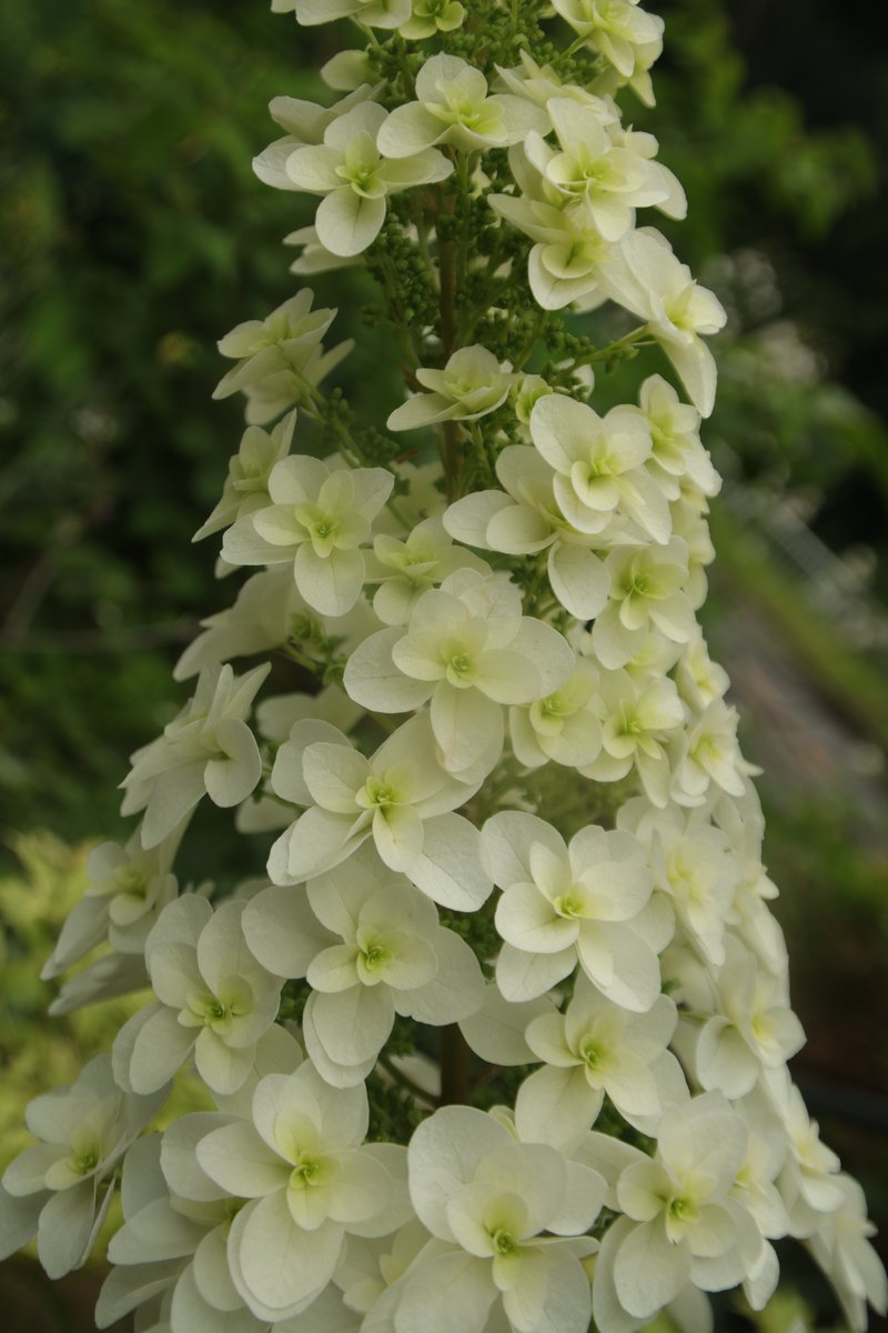 gontanokoneroku's tweet photo. Oakleaf hydrangea 🤗

#Photography #Flowers #OakleafHydrangea https://t.co/RqN7pATLMM