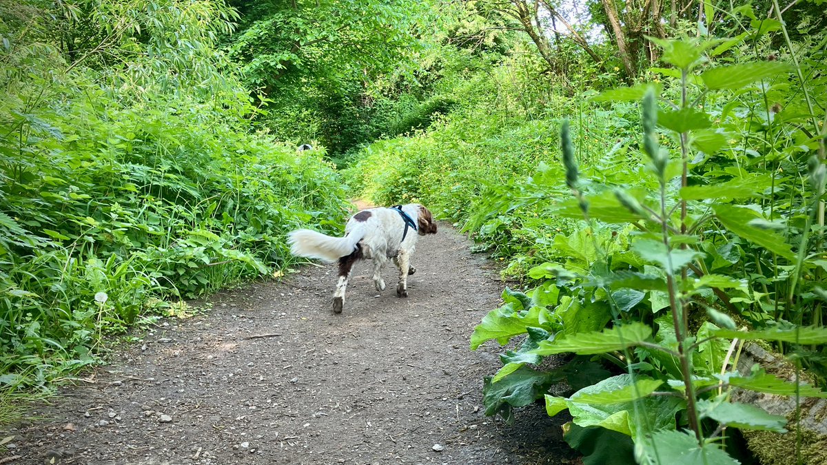 The “Easy Going” tapping rail path between Olive Mill and Rowell Bridge is looking a bit shaggy and overgrown, so we’ll be along later to give it is annual spruce-up. Do say Hello if you’re down the valley between 2pm and 4pm today. 😊