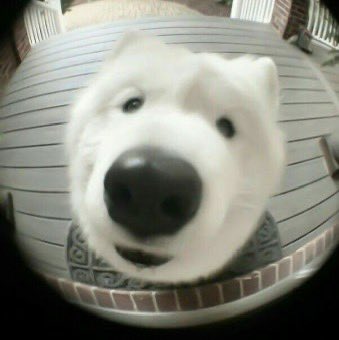 코 쵹쵹 가나디🥹💕