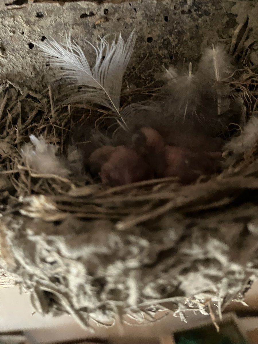 つばめのひな。
暗くてうまく写真撮れなかった
来週再チャレンジしよ