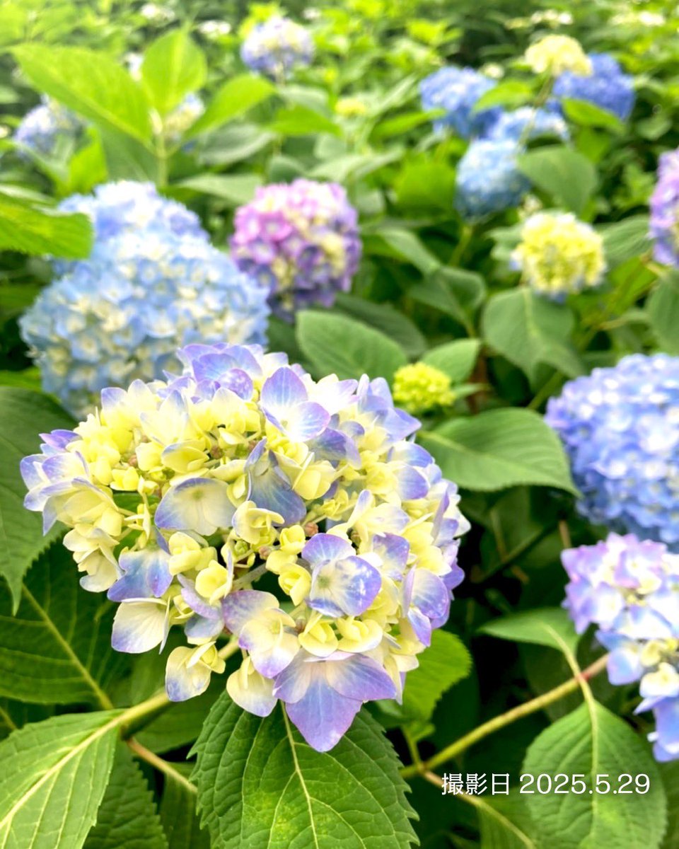 LightUppers's tweet photo. 💡いよいよ明日から開催！

🌿あじさいまつり＆ライトアップ🌙in 小平 あじさい公園
6/1(日)〜6/22(日)／入場無料・予約不要

夜は約1,500株のあじさいが光に包まれる幻想空間に✨
Light uppersが演出を担当しています。

夕涼みがてら、ぜひ��を運んでみてください！

#こだいらあじさいまつり https://t.co/bj4qIvxTp7
