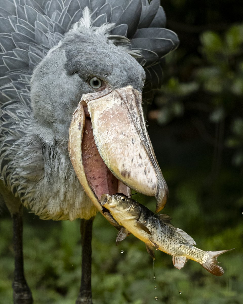 どこかから「ウワー！！」って叫び声が聞こえる…
ような一枚。

#千葉市動物公園
#ハシビロコウ
