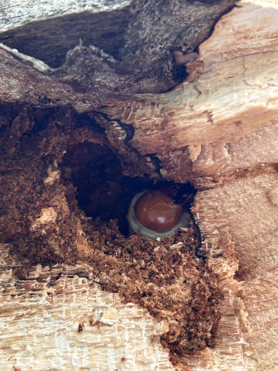 今日はつばささんとオオクワ採集😊

地形と植生みて100%取れると思って行ったらそこそこ有名な所だったみたい😅
雷雨で午前中しか回れなかったけど
楽しい採集になりました😊