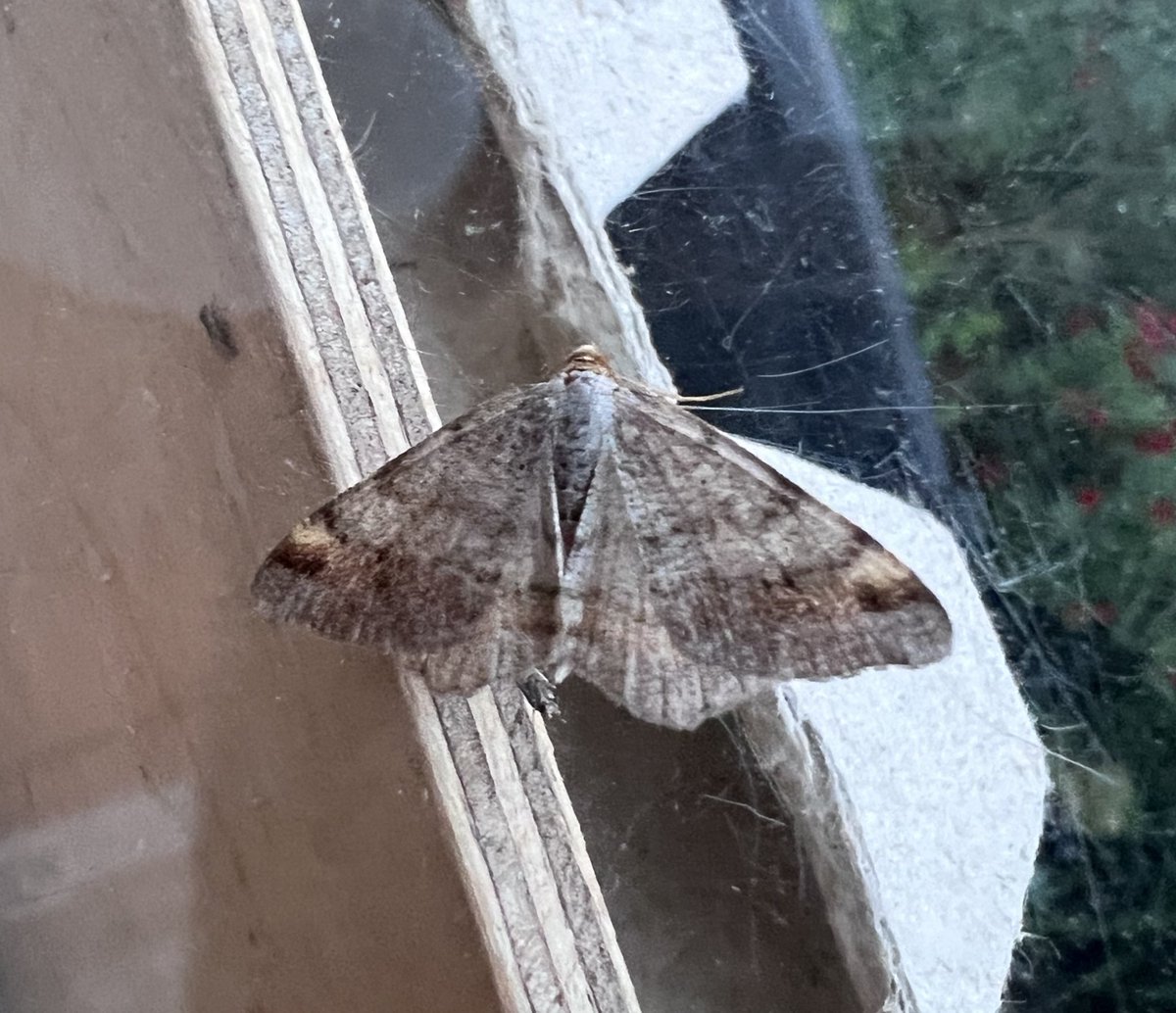 Ruth Newby (@ruth_newby) on Twitter photo 74:41 last night, with the undisputed stars being NFY Grass Wave (2nd garden record) and Green Silver Lines, as well as NFG Thyraylia nana. Also good to see Tawny-barred Angle again after an absence last year. <a href="/pmandrews1973/">Phil Andrews</a> <a href="/BCWarwickshire/">BC Warwickshire</a> 74:41 last night, with the undisputed stars being NFY Grass Wave (2nd garden record) and Green Silver Lines, as well as NFG Thyraylia nana. Also good to see Tawny-barred Angle again after an absence last year. <a href="/pmandrews1973/">Phil Andrews</a> <a href="/BCWarwickshire/">BC Warwickshire</a>