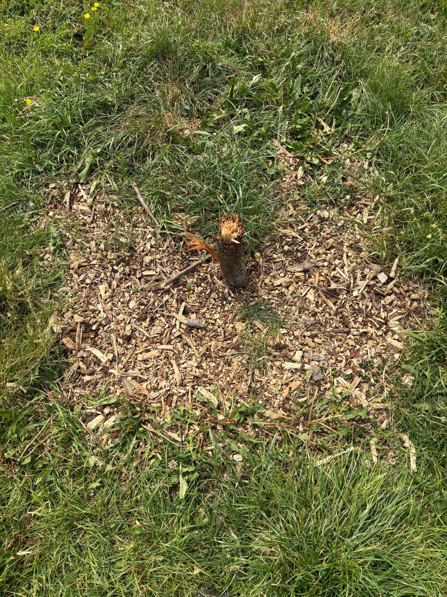 Lisa-Jane Moore tweet media