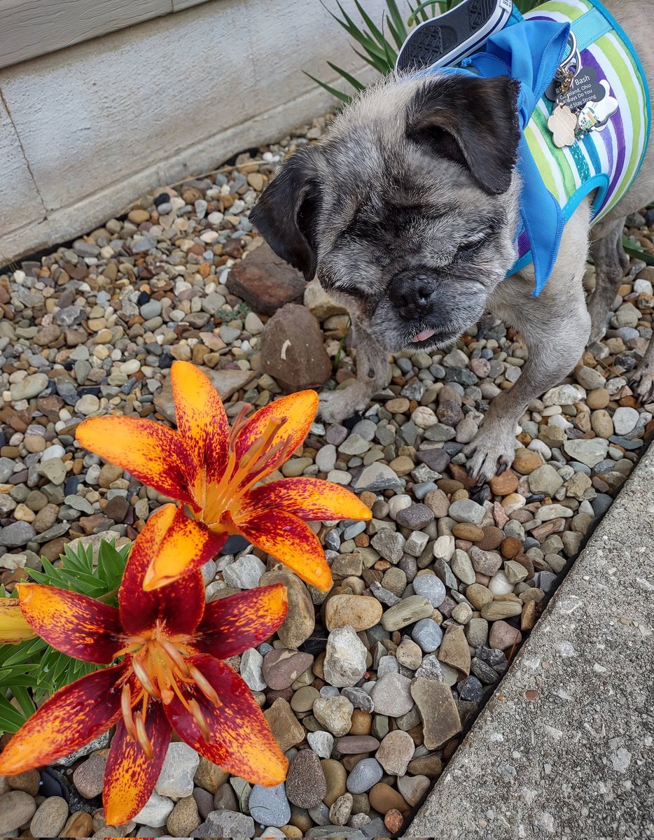 Happy Saturday pals! Don't forget to ENTER the NAME DRAW if you haven't already. It's another gloomy day in Ohio. On the 🌈bridge, the weather is always PERFECT😇🌞👍. #Puglife #NationalSmileDay #RememberMeAndSmile #AngelMushu #FloofInspector  #memories