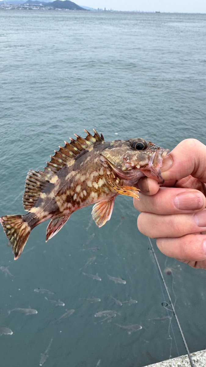 dij_dij_dij's tweet photo. ショアジギング諦めて餌釣りをして。
今年最初の魚にようやく出会えれました。

いつもの顔です。笑

ベラ数匹持って帰って脱水後天麩羅したら美味しかったらしく、娘に
「この魚また釣ってきて！」と言われました。

え？😨 https://t.co/ly9ExaMFwM