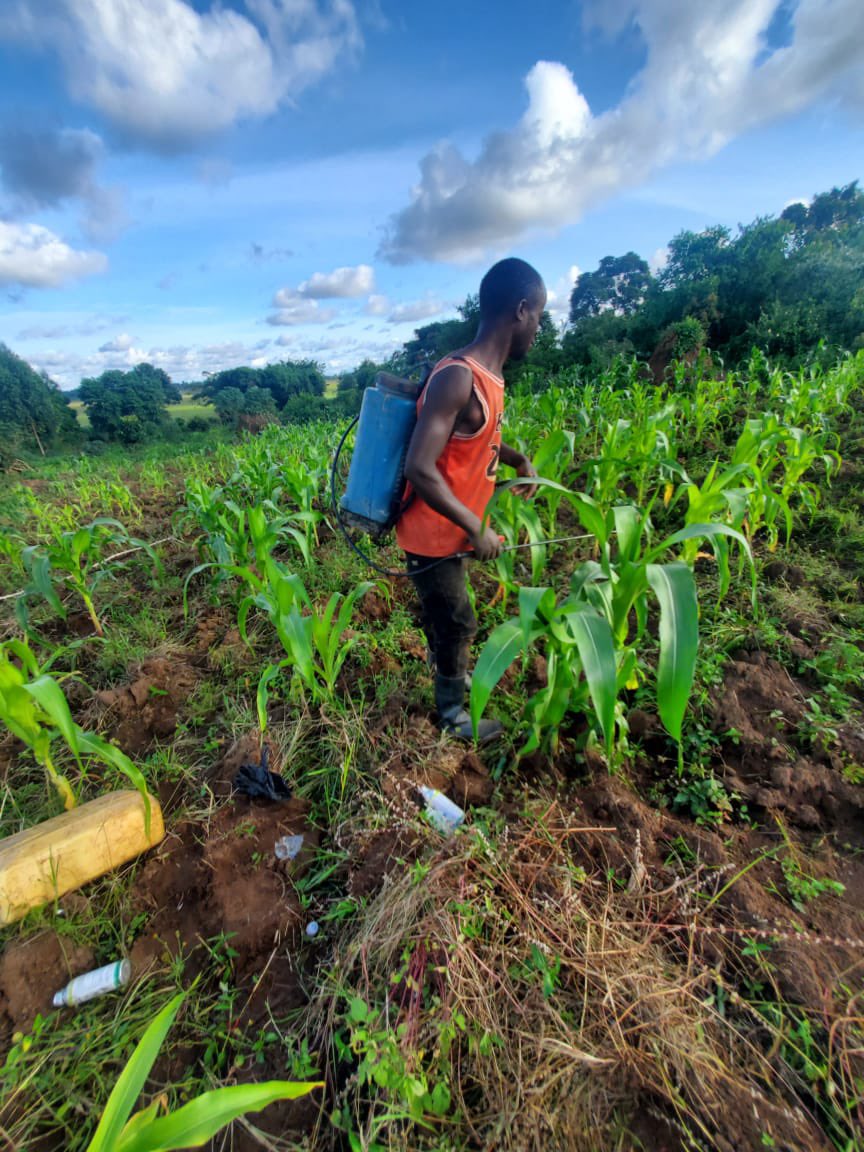 Manual weeding, pesticide spraying, and vegetative fertilization completed at Jolt Youth initiative Farmland🌱 We’re excited to see the crops thrive as we push forward for a sustainable, empowered farming future. 🌾 #JoltYouthInitiative #Agriculture