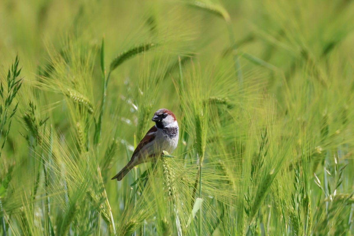 Birds of England, Spring 2025.
#mwlphoto