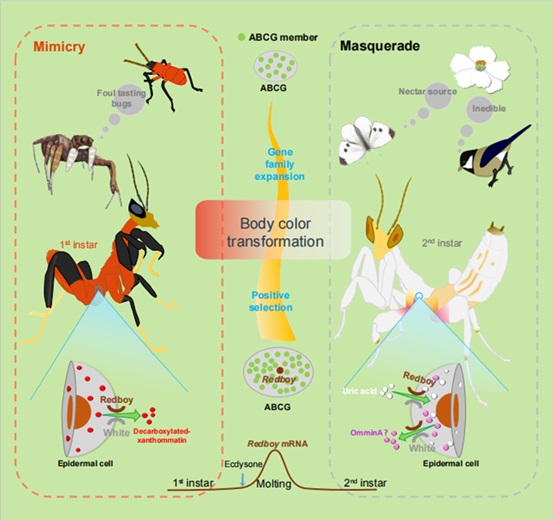 SLSPKU's tweet image. Wei Zhang&apos;s group in PKU and their collaborators reported programmed body color transition in orchid mantises, revealing its molecular basis and ecological significance. #PKUResearch 
nature.com/articles/s4155…