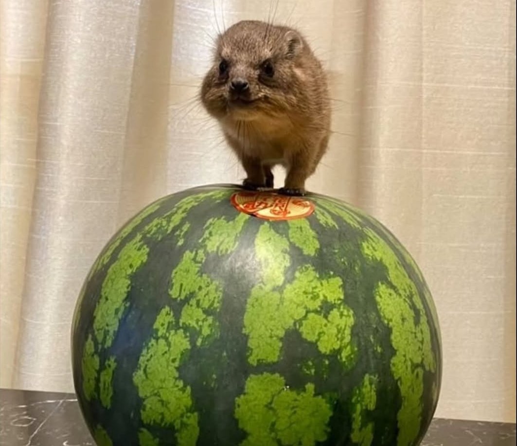 Saider71's tweet image. #SchlieferSamstag
#AWAWA