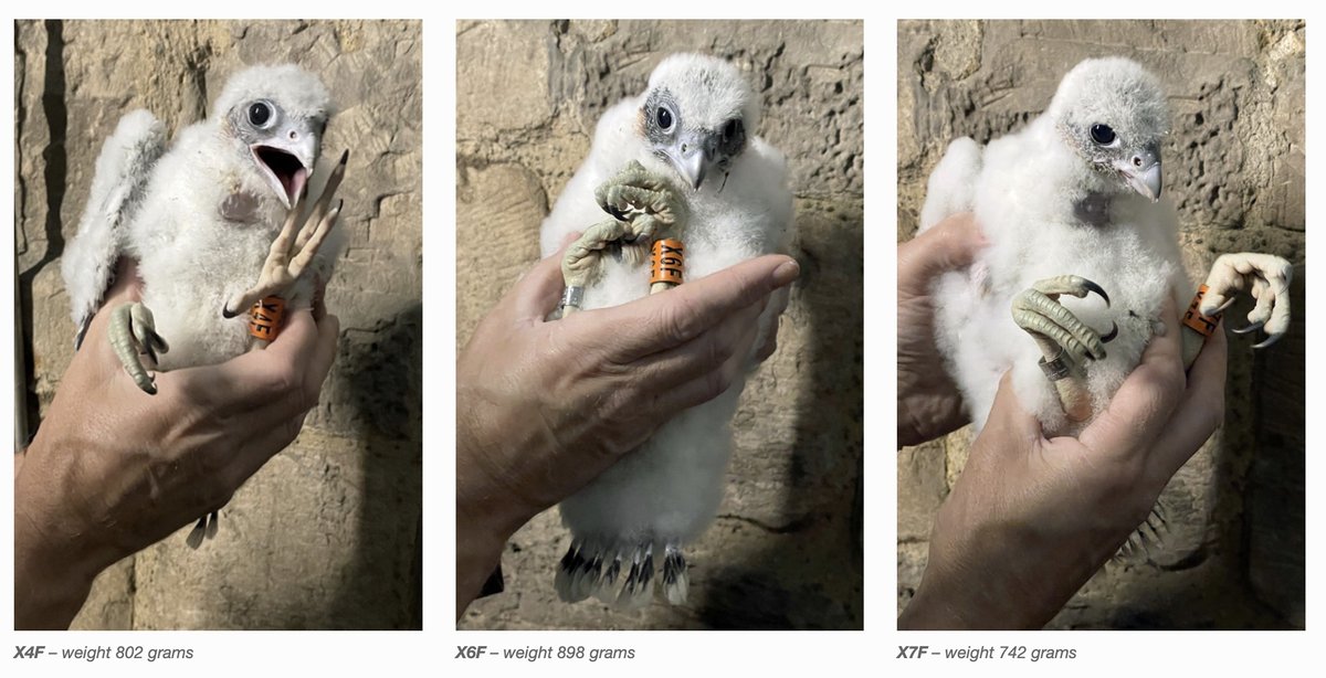 Jim Graham (@cropstonbirder) on Twitter photo The three Leicester Peregrine chicks were colour-ringed under licence on Thursday <a href="/LeicsCathedral/">Leicester Cathedral</a> All looked healthy and a good weight. <a href="/KRIIICentre/">KRIII Visitor Centre</a> The three Leicester Peregrine chicks were colour-ringed under licence on Thursday <a href="/LeicsCathedral/">Leicester Cathedral</a> All looked healthy and a good weight. <a href="/KRIIICentre/">KRIII Visitor Centre</a>