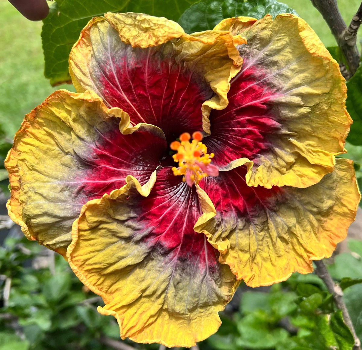 Meet the Tahitian Purple Passion hibiscus 🌺 where drama, beauty, and tropical vibes collide.

✨ Would you add this bold beauty to your garden?