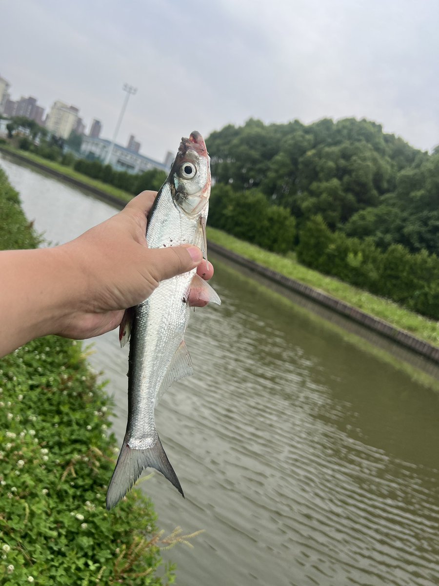 端午节野钓翘嘴一条