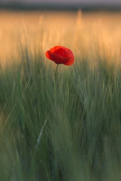 . 

“Peace is always beautiful.” 

― Walt Whitman
. 

❤️