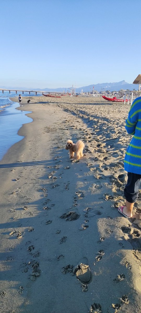 Manudaprato's tweet image. Le nostre passeggiate mattutine🥰 #mojito #labruna