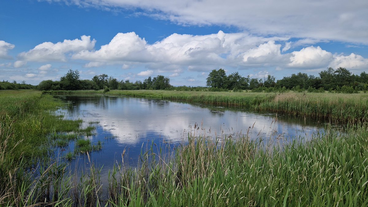 Gewandeld in de Doezumermieden: prachtig gevarieerd en bloemrijk natuurgebied met veel insecten, waaronder gewone distelboktor en hazelaarbladrolkever.