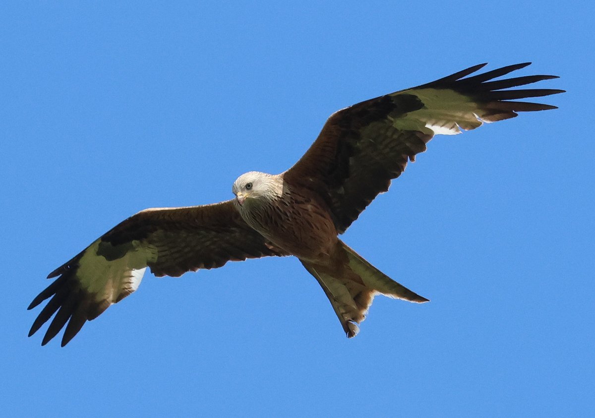 Red kite from the back garden yesterday evening.
