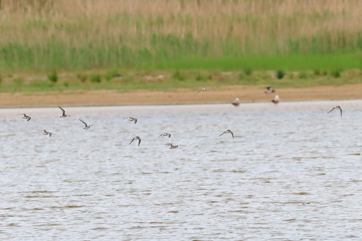 scally_ray's tweet image. MIDDLETON MOOR, Derbys. - Wader morning but all fly thru's, 4 SANDERLING, 13 RINGED PLOVER, 3 LR Plover, 1 Curlew, 1 Cuckoo, 1 HOBBY, 2 Shelduck, 2 Shoveler, 1 Garden Warbler, 8 Linnet @Derbyshirebirds