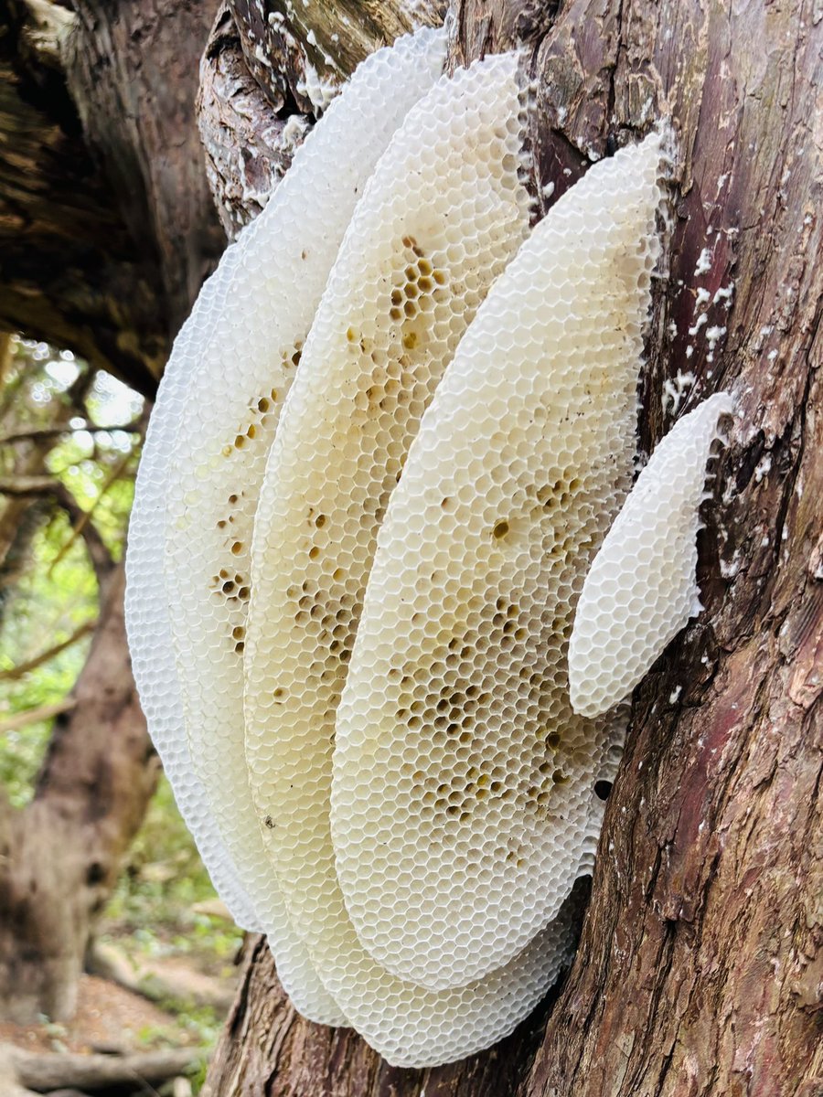 Mr O. Williams (@lymden79) on Twitter photo Absolutely stunning 10mile walk around <a href="/reigatebanstead/">Reigate & Banstead Borough Council</a> <a href="/SurreyHillsNL/">Surrey Hills National Landscape</a> yesterday! π₯° found some pretty cool nature too <a href="/WildlifeTrusts/">The Wildlife Trusts</a> <a href="/bbcwildlifemag/">BBCWildlifeMagazine</a> <a href="/ukorchids/">Wild Orchids UK & Ireland</a> <a href="/britishbee/">BBKA</a> Absolutely stunning 10mile walk around <a href="/reigatebanstead/">Reigate & Banstead Borough Council</a> <a href="/SurreyHillsNL/">Surrey Hills National Landscape</a> yesterday! π₯° found some pretty cool nature too <a href="/WildlifeTrusts/">The Wildlife Trusts</a> <a href="/bbcwildlifemag/">BBCWildlifeMagazine</a> <a href="/ukorchids/">Wild Orchids UK & Ireland</a> <a href="/britishbee/">BBKA</a>