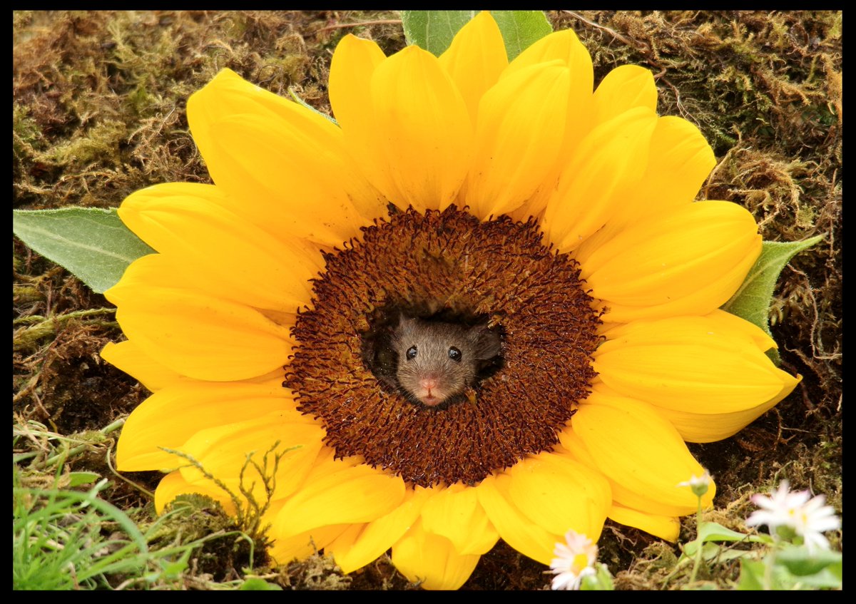 George the Mouse in a log pile house - Simon dell (@simon_dell_tog) on Twitter photo 