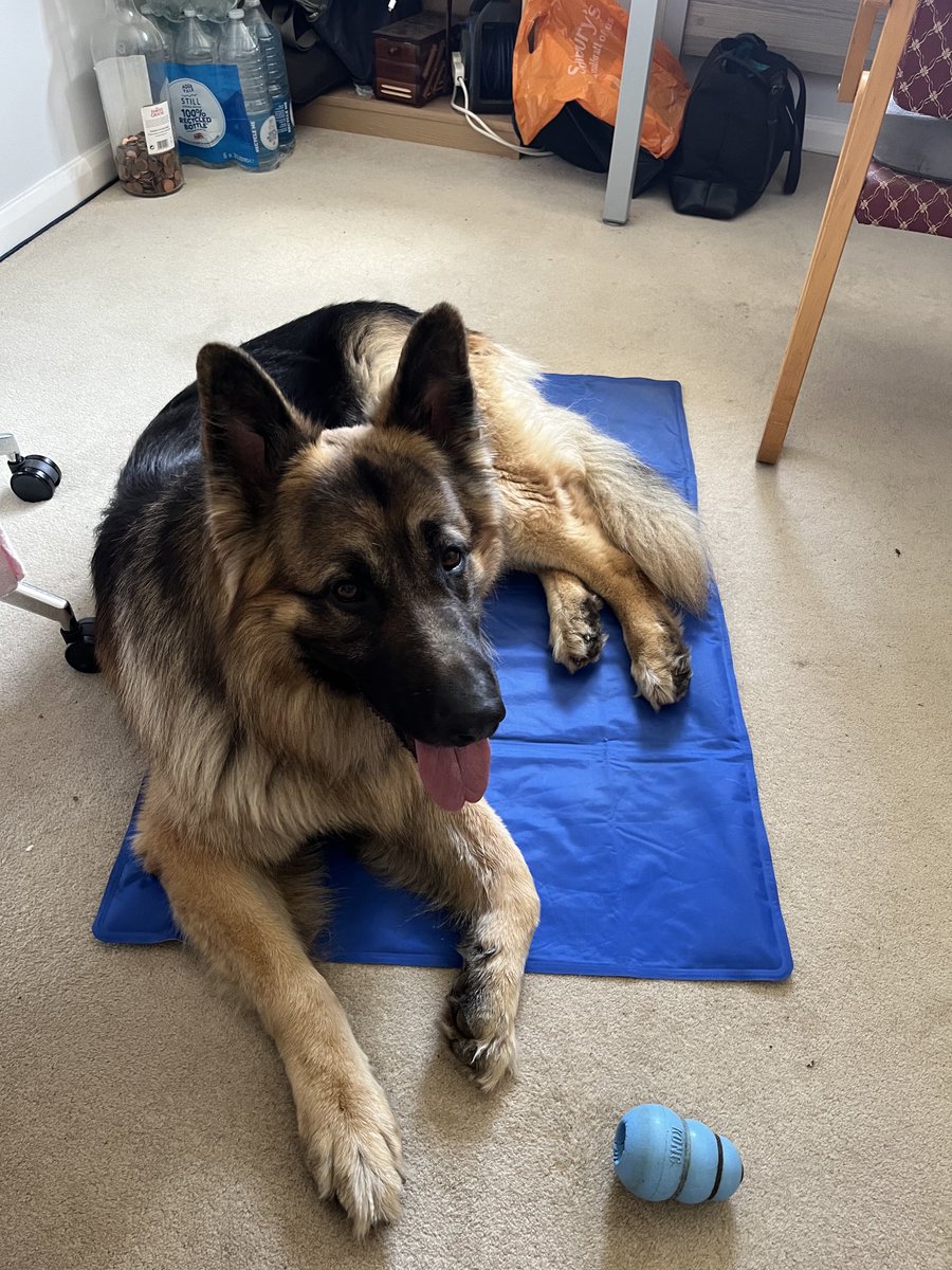 Kaiser_lufc's tweet photo. Just cooling off my mat after a lovely walk in the woods 🐾#saturday #dogsofx https://t.co/9IU3MIZmhr