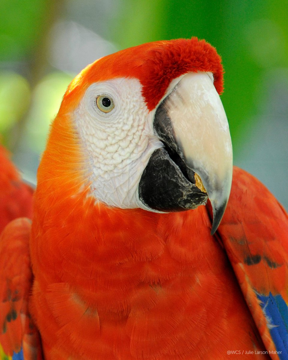 Trillion Trees (@1trilliontrees) on Twitter photo It’s #WorldParrotDay! Parrots like the #ScarletMacaw help keep forests alive by spreading seeds & supporting biodiversity. <a href="/Guatemala_WCS/">WCS Guatemala Program</a> is working to protect them in the Maya Biosphere Reserve. It’s #WorldParrotDay! Parrots like the #ScarletMacaw help keep forests alive by spreading seeds & supporting biodiversity. <a href="/Guatemala_WCS/">WCS Guatemala Program</a> is working to protect them in the Maya Biosphere Reserve.
