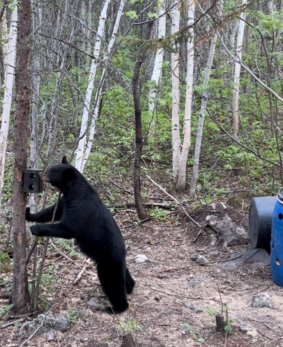raised_outdoors's tweet photo. Had chance to stop by Natures Pride Taxidermy in Concord MI yesterday. Progress on Bear from last spring is coming along and brings back some great memories! #springbear #hunting 

#AmericanRaisedOutdoors🇺🇸 https://t.co/B34NdiY9Z3
