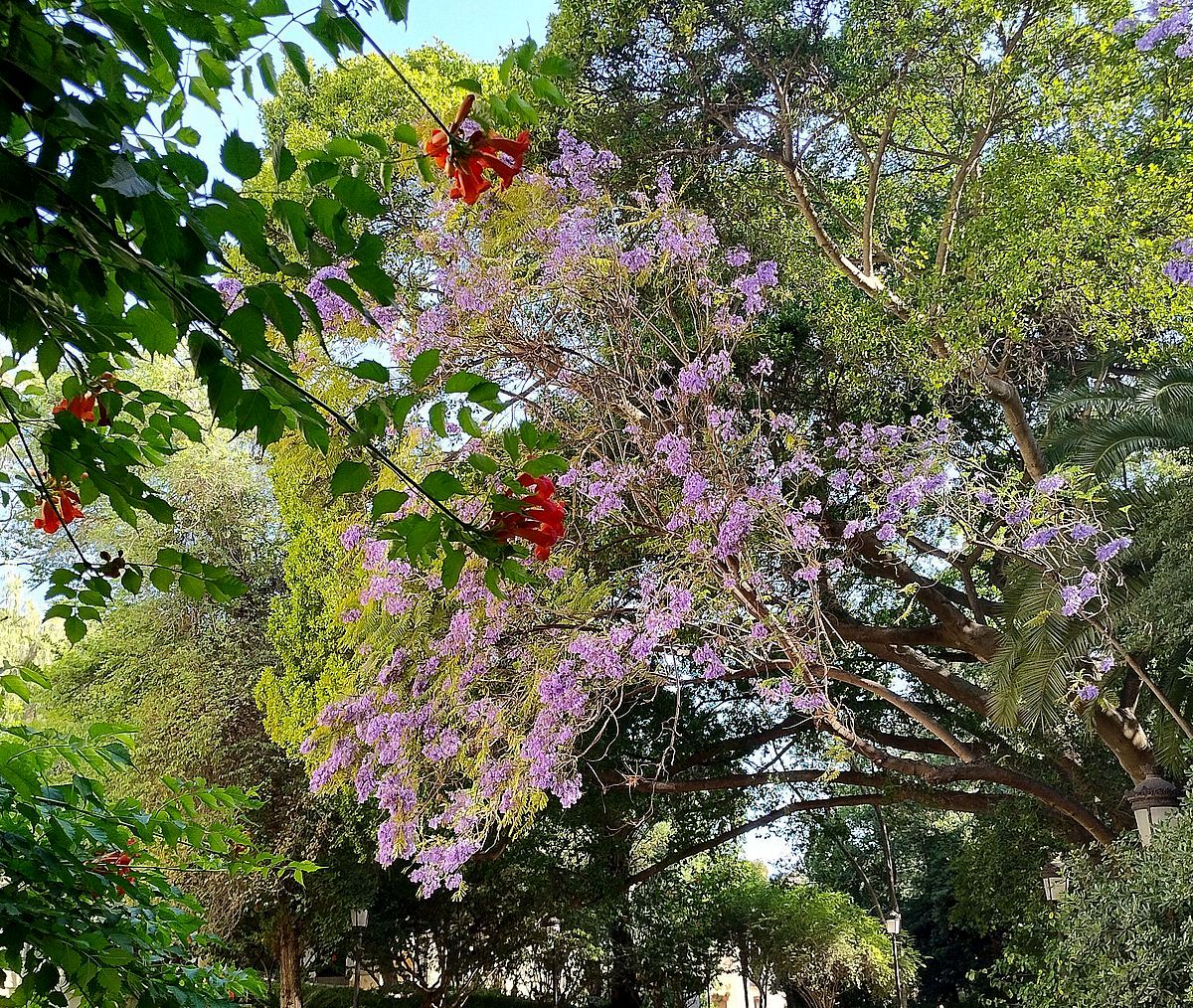 Jardín Botánico La Concepción Málaga (@jbhconcepcion) on Twitter photo Las trompetitas rojas de Campsis radicans tratan de competir con la exuberancia de Jacaranda mimosifolia. Todo un espectáculo #jarddin #garden #flores #Flowers #FelizSabado <a href="/GPC_EnEspanol/">Global Plant Council</a> #malaga <a href="/Malagaconacento/">Málaga con acento</a> <a href="/turismodeMLG/">Turismo de Málaga</a> <a href="/TheTreeCouncil/">The Tree Council</a> Las trompetitas rojas de Campsis radicans tratan de competir con la exuberancia de Jacaranda mimosifolia. Todo un espectáculo #jarddin #garden #flores #Flowers #FelizSabado <a href="/GPC_EnEspanol/">Global Plant Council</a> #malaga <a href="/Malagaconacento/">Málaga con acento</a> <a href="/turismodeMLG/">Turismo de Málaga</a> <a href="/TheTreeCouncil/">The Tree Council</a>
