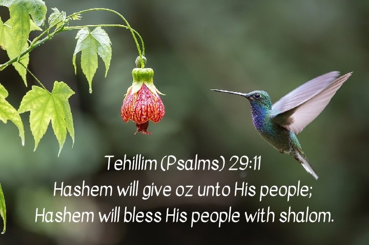 Psalms 29:11 NKJV
The Lord will give strength to His people; The Lord will bless His people with peace.