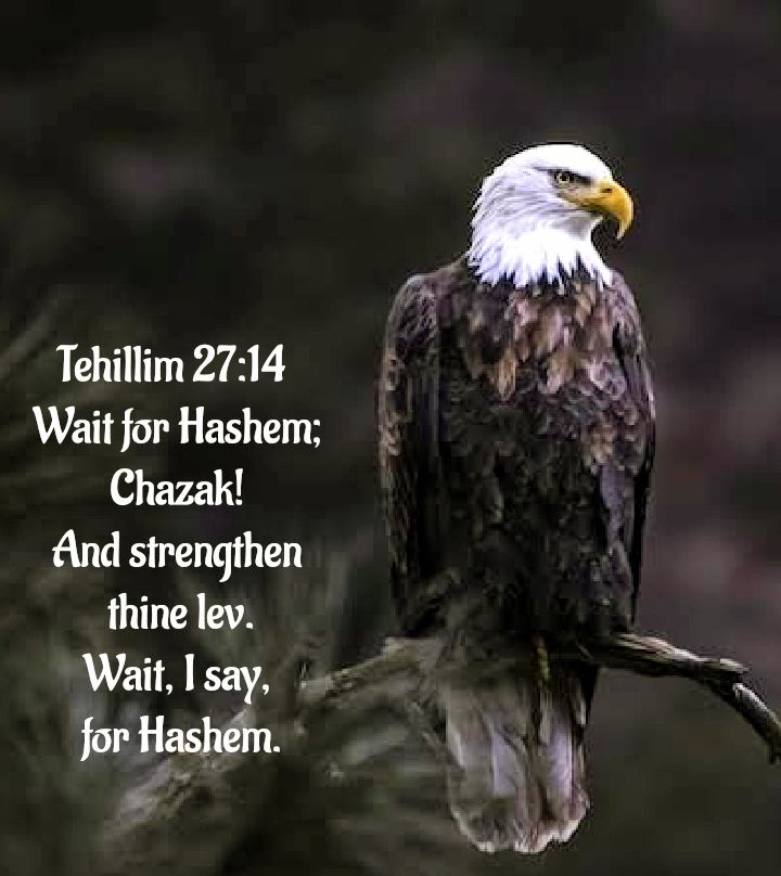 Psalms 27:14 NKJV
Wait on the Lord; Be of good courage, And He shall strengthen your heart; Wait, I say, on the Lord!