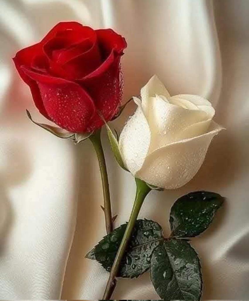 ALBLOUSHI447's tweet photo. أجمل ما قيل عن الحب  
حزن واحد يحمله قلبان.❤ https://t.co/ymgasnwPtA