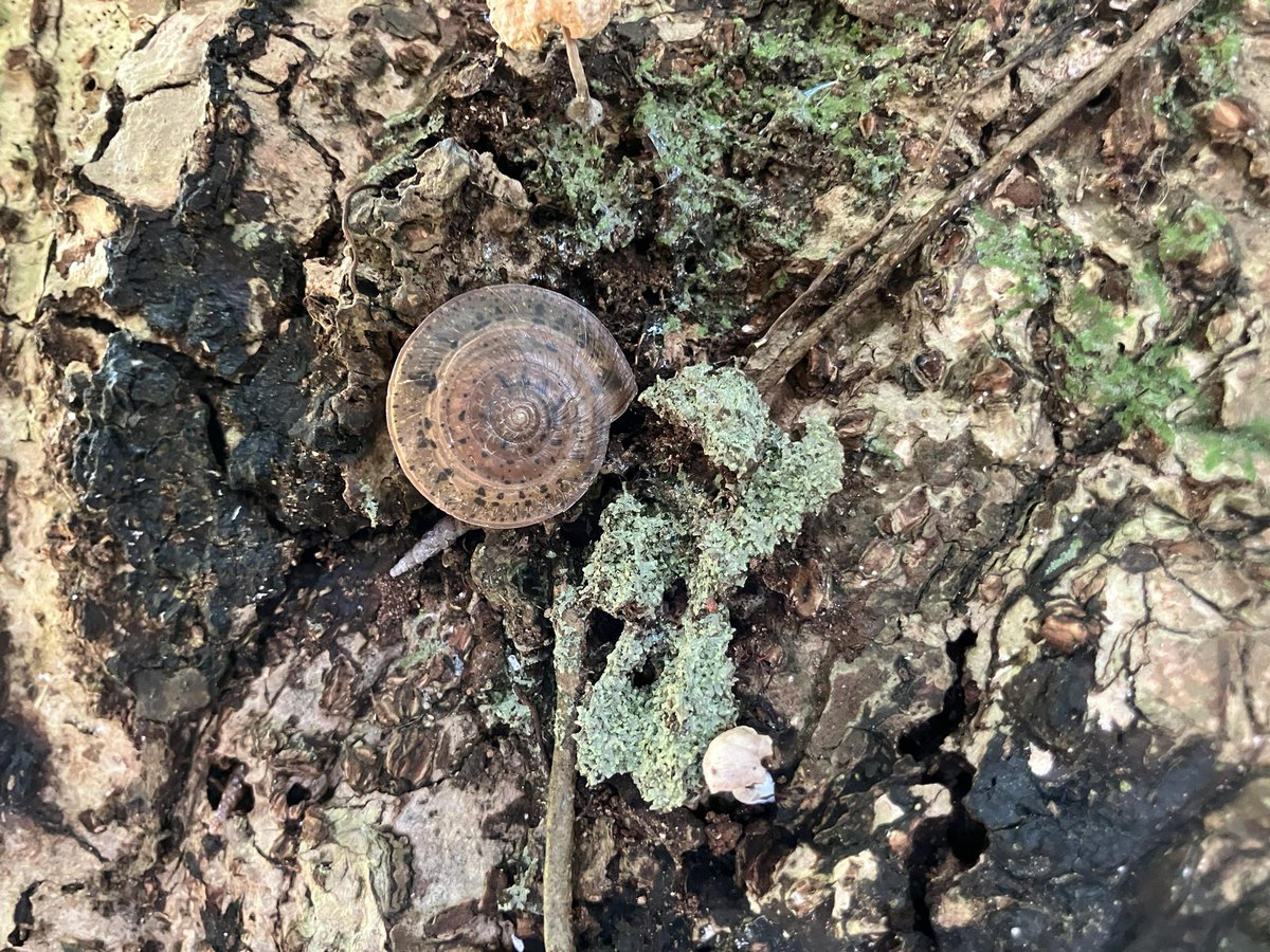 今日も今日とて陸貝探し〜
オオカサマイマイに出会いました🐌