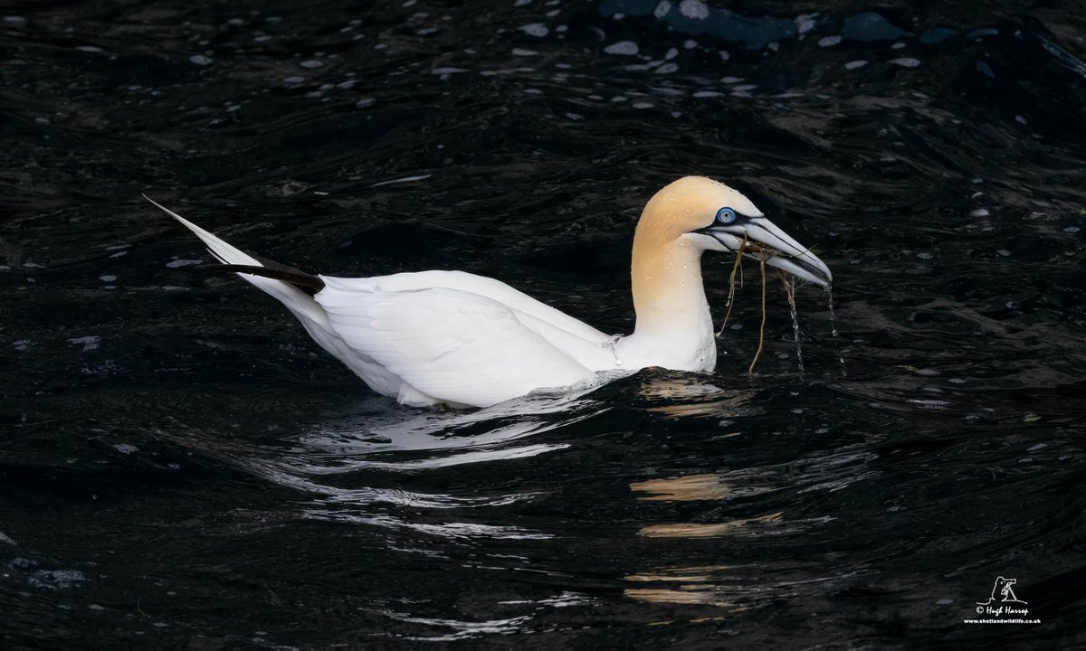 ShetlandWild's tweet image. Yesterday we chartered The Mousa Boat and headed to Noss with our Ultimate Shetland group. We enjoyed calm seas and lovely weather for our Shetland seabird tour aboard the spacious and stable &apos;Solan IV&apos; for close up views of 1000s of birds and amazing geology. What a day! ☀️⛴️