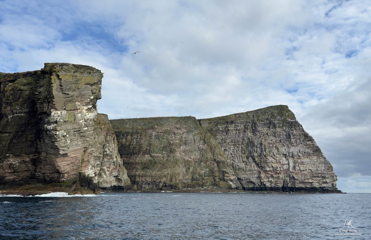 ShetlandWild's tweet image. Yesterday we chartered The Mousa Boat and headed to Noss with our Ultimate Shetland group. We enjoyed calm seas and lovely weather for our Shetland seabird tour aboard the spacious and stable &apos;Solan IV&apos; for close up views of 1000s of birds and amazing geology. What a day! ☀️⛴️