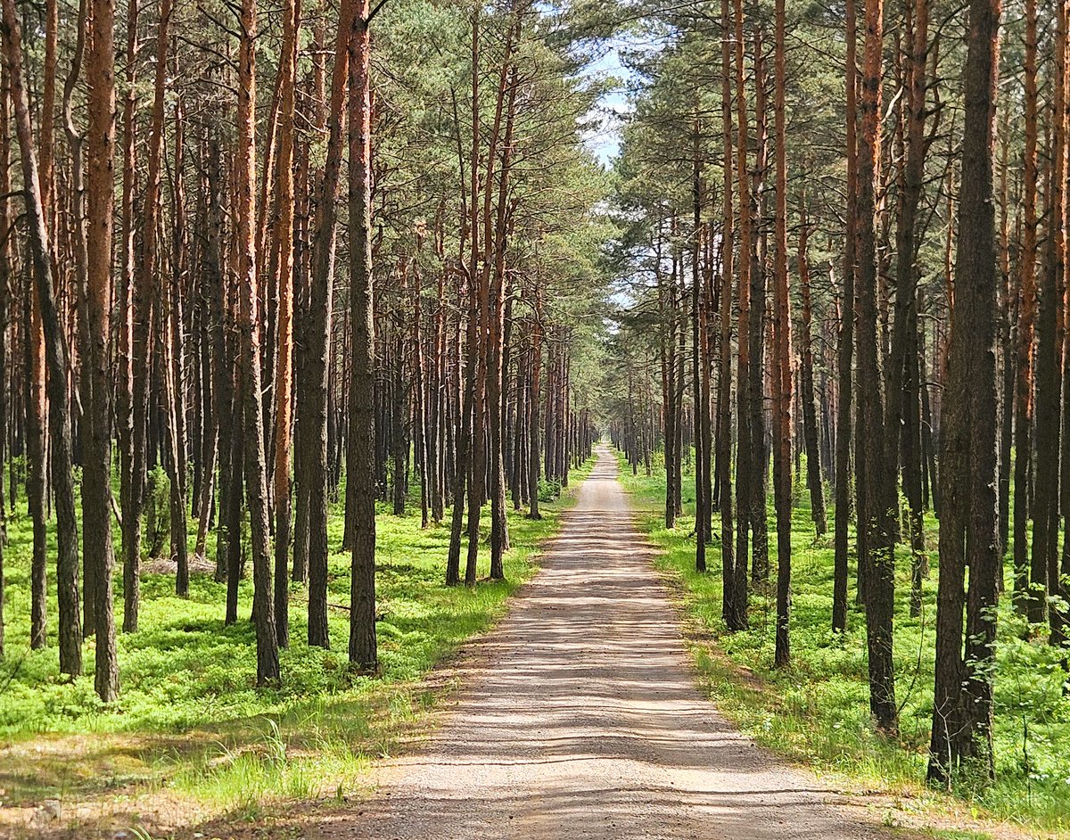 Aleksander Data tweet media