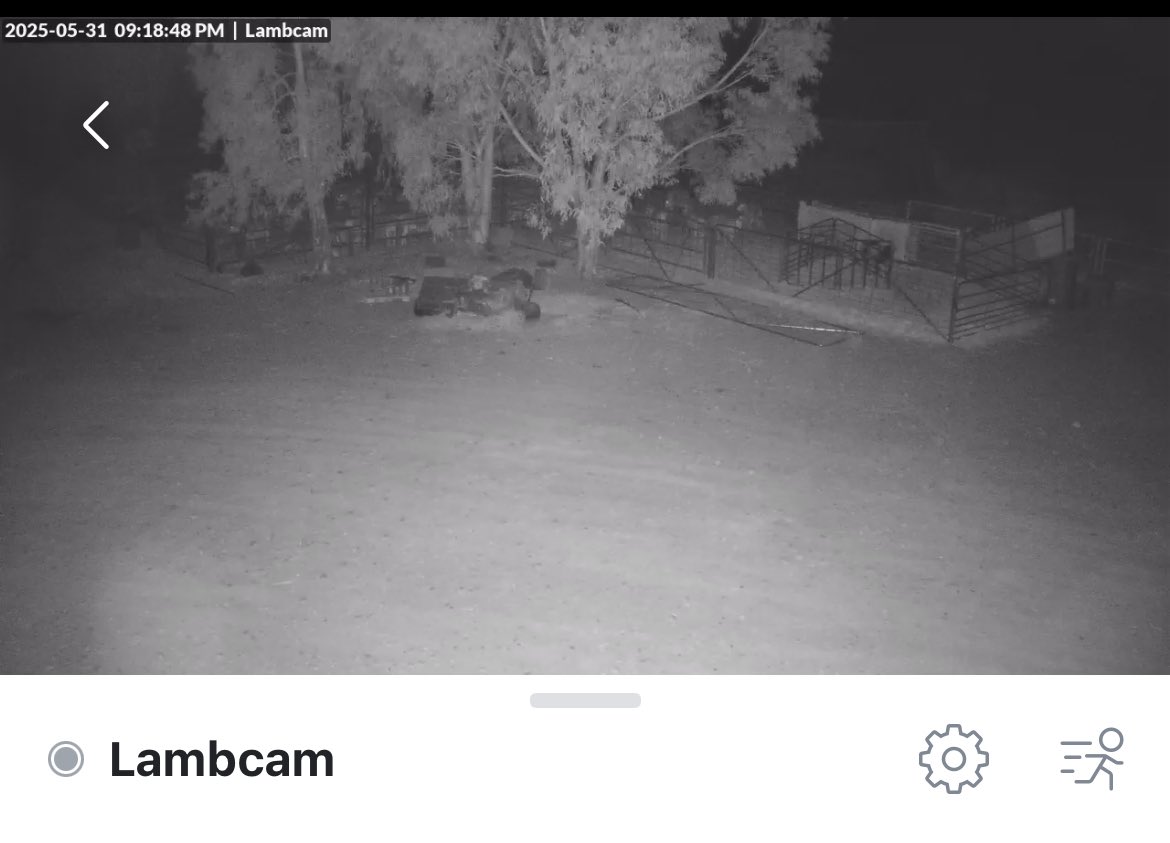 stationmum101's tweet photo. The farm sheep are locked up for lambing. We lost 2 last night so now we have a new camera set up to try & identify the culprit.
#FarmLife #LambCam https://t.co/ZgjlYcLbNb